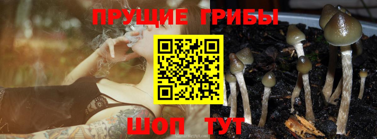 Галлюциногенные грибы Psilocybe Полысаево